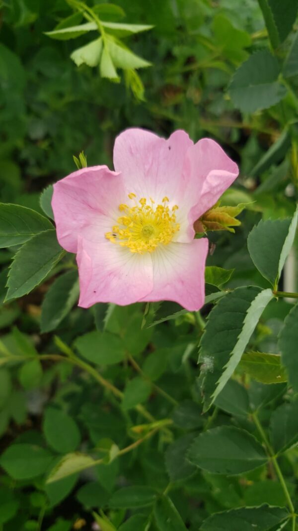 hagebutten blumen