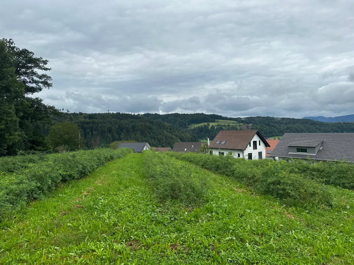 Demo-Hagebuttenplantage in der Schweiz